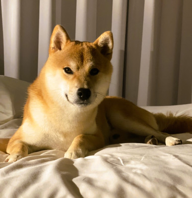 Étalon Shiba - Vakashi Kyoto de la Vallée des Loges De La Vallée Des Loges