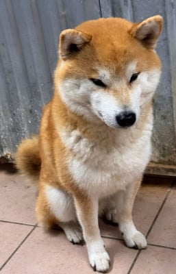 Uno Nino Go Sakura Kensha