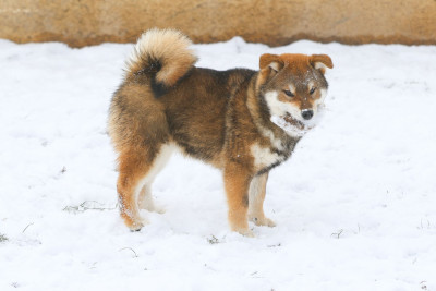 Étalon Shiba - Arrow Go Sakura Kensha