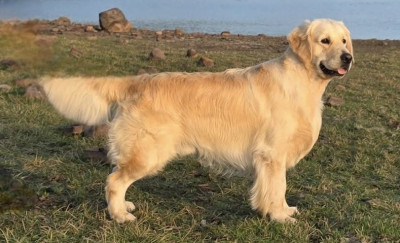 Étalon Golden Retriever - CH. Wild Wild West of sunshine's valley