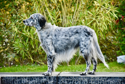 Étalon Dalmatien - Naomie du Val de Ronceveaux Titre Initial