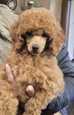 Étalon Caniche - ALYA ANTOINETTE de la cascade st nicolas