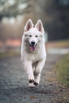 Étalon Berger Blanc Suisse - Out Of Time Hunter od bijelih andela