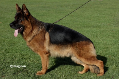 image de Kratos VOM ZELLWALDRAND