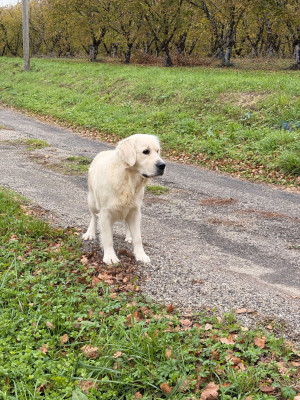 Étalon Golden Retriever - Shiva Du Clos De Compostelle