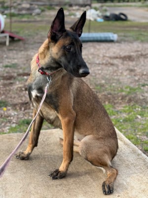 Étalon Berger Belge - Voukie du chemin de l’espérance