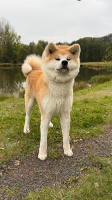 Étalon Akita - Fukunorihana Go hajimari