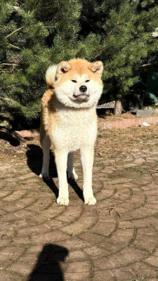 Étalon Akita - Vvakana Tsubaki Des Dragons De Nishio