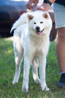 Étalon Akita - Yoriko Du domaine d'ulysse