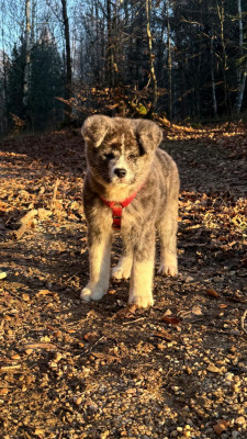 Étalon Akita - Aki koyo koji Des Dragons De Nishio