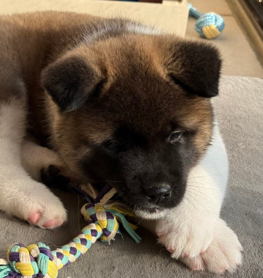 Étalon Akita americain - AMORE MIO Du Clos De La Horde