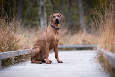 Étalon Rhodesian Ridgeback - Taona Uhambe Nami Titre Initial