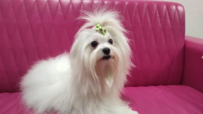 Étalon Bichon maltais - Viva Viktoriya Krylova Na