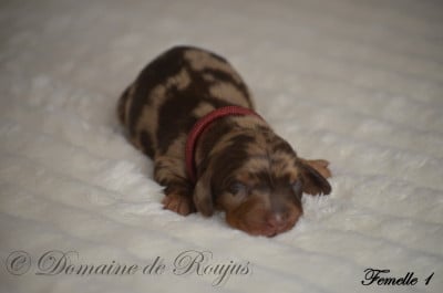 Étalon Teckel poil long - Big-up Du Domaine De Roujus