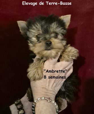 Étalon Yorkshire Terrier - Ambrette de terre basse