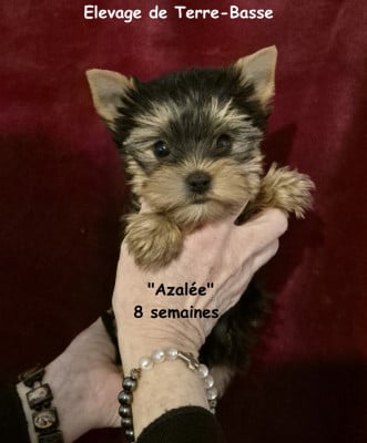 Étalon Yorkshire Terrier - Azalée de terre basse