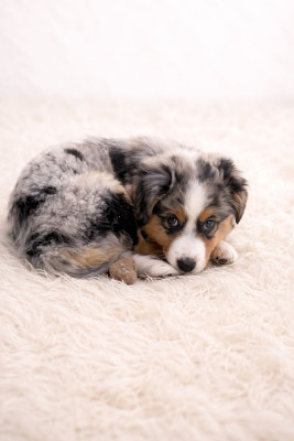 Étalon Berger Américain Miniature - A'Daenerys Blue Mini-Heart D'hapazardly