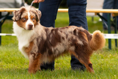 Étalon Berger Américain Miniature - Vhispers Shaman Red Miniloup De La Forêt Qui Chante