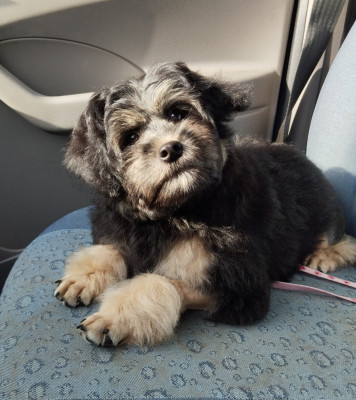 Étalon Petit chien lion - Charlotte von der storchenallee