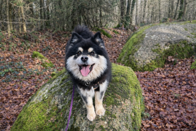 Étalon Chien finnois de Laponie - U Beck Guinevere Du Pays Des Mille Lacs