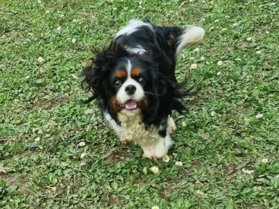 Étalon Cavalier King Charles Spaniel - Vanda Du Petit Brillouard