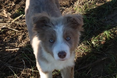 Étalon Border Collie - Herds Of Scotland Apache