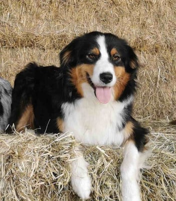 Seigneur des A Eowyn Des Allées Brumeuses