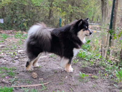 Étalon Chien finnois de Laponie - The unicorn sisters red Du Temple Namasté De Benthéa