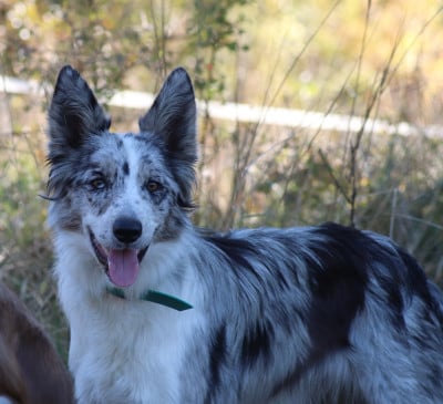 Étalon Border Collie - Vytchy (Sans Affixe)
