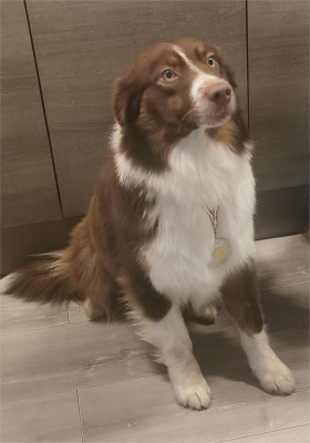 Étalon Berger Australien - Shelby (Sans Affixe)