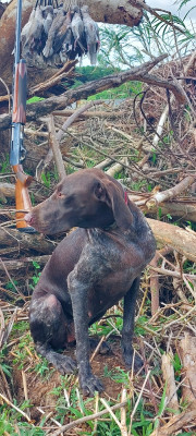 Étalon Braque allemand à poil court - Vénus Élevage du Val de Cèze