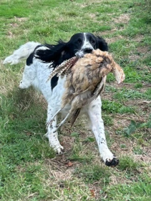 Étalon English Springer Spaniel - Verveine De la vallee du duris