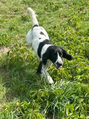 Étalon English Springer Spaniel - Violette des Etangs de Dame Blanche
