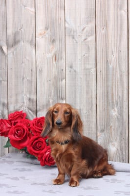 Étalon Teckel poil long - Unique girl des p tits chupa chups Titre Initial