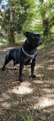 Étalon Staffordshire Bull Terrier - Uthanya du grand Molosse