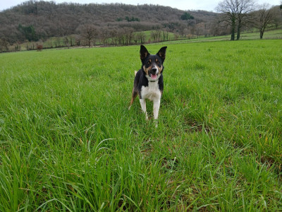 Étalon Border Collie - Vaïa du Blue des Alpages