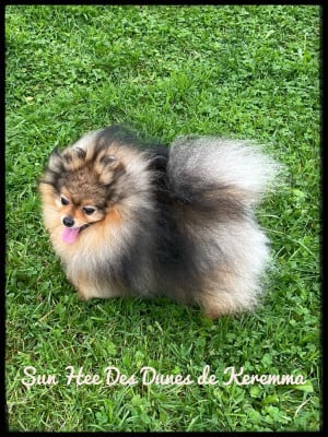 image de Sun hee des dunes de keremma