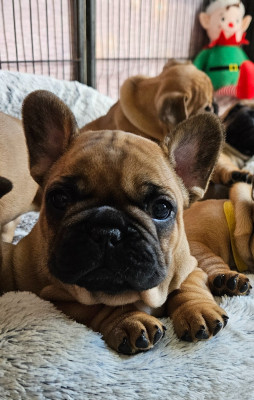 Étalon Bouledogue français - AXEL-AACHEN De L' Alzine De Saint-Martin