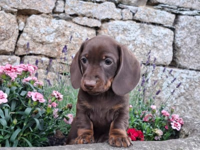 Étalon Teckel poil ras - vanilla pod cake (Sans Affixe)