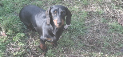 Étalon Teckel poil ras - rascel (Sans Affixe)