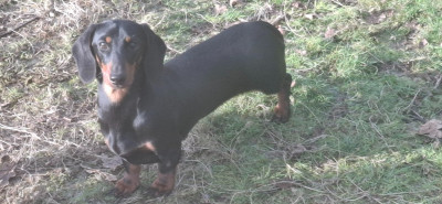 Étalon Teckel poil ras - very chic lady (Sans Affixe)