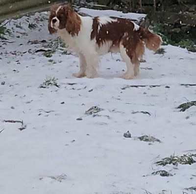 VALENTIN du domaine de la Louviotière