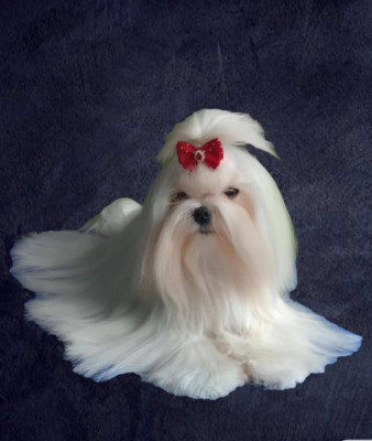 Étalon Bichon maltais - CH. Valma's Signature VOGUE TWINKLE