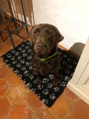 Étalon Labrador Retriever - Ttucker Tao Titre Initial