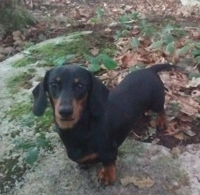 Étalon Teckel poil ras - Ollie of oz (Sans Affixe)