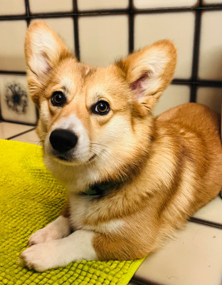 Étalon Welsh Corgi Pembroke - A Little princesse Soraya des Famonadyns