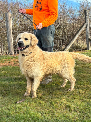 Étalon Golden Retriever - Ramses du domaine du vignoble