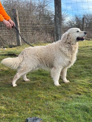 Étalon Golden Retriever - Sam of three love angel