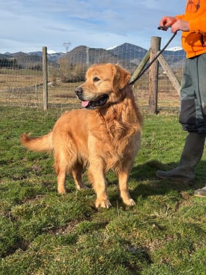 Étalon Golden Retriever - Shelby (Sans Affixe)