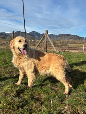 Étalon Golden Retriever - Paula de la Gabrière